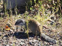 Poliocitellus franklinii