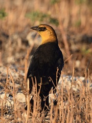 Xanthocephalus xanthocephalus