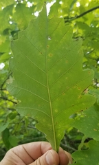Quercus bicolor