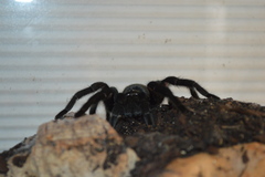 Grammostola pulchra