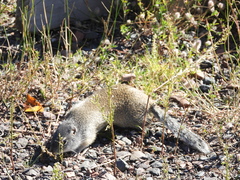 Poliocitellus franklinii