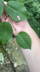 Amelanchier arborea