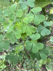Oxalis grandis