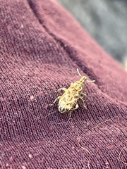 Cyphocleonus dealbatus