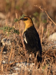 Xanthocephalus xanthocephalus