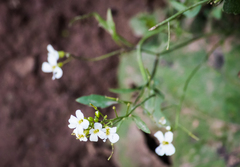 Arabidopsis