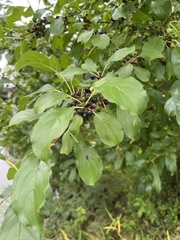 Rhamnus