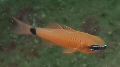 Ostorhinchus fleurieu