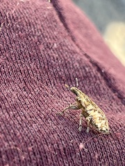 Cyphocleonus dealbatus