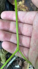 Hydrastis canadensis