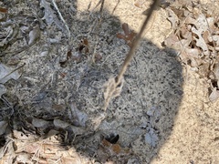 Froelichia latifolia