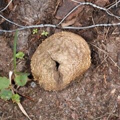 Scleroderma citrinum