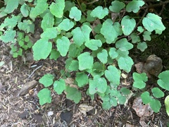 Vancouveria hexandra