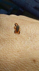 Uroplectes triangulifer