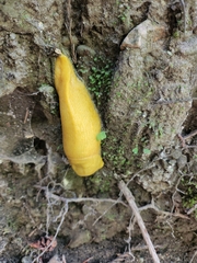 Ariolimax dolichophallus