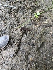 Deroceras reticulatum