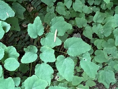 Vancouveria hexandra