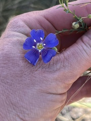 Linum lewisii