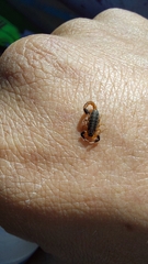 Uroplectes triangulifer