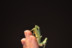 Sphodromantis lineola
