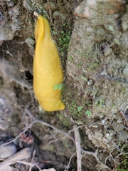 Ariolimax dolichophallus