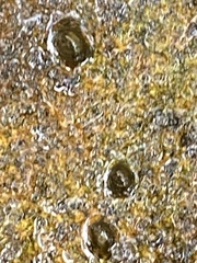 Planorbella trivolvis