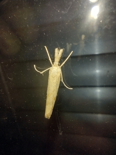 trávovec (Agriphila)