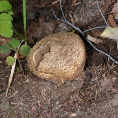 Scleroderma citrinum