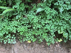 Vancouveria hexandra