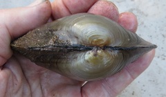 Pyganodon grandis