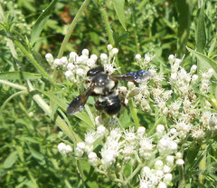 Megachile xylocopoides