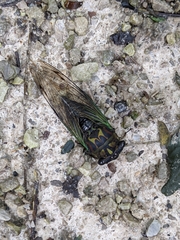 Neotibicen lyricen