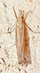 Thaumatopsis
