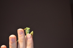 Sphodromantis lineola
