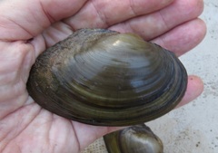 Pyganodon grandis