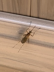 Coquillettidia perturbans