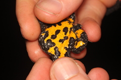 Bombina variegata