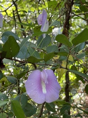 Centrosema virginianum