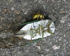 Neotibicen tibicen australis