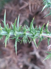 Ulex