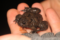 Bombina variegata