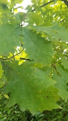 Quercus bicolor