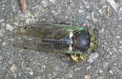 Neotibicen tibicen australis