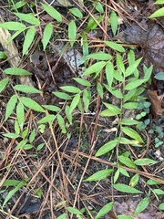 Oplismenus hirtellus