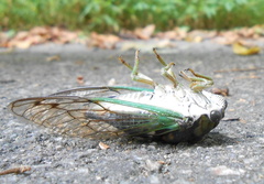 Neotibicen tibicen australis