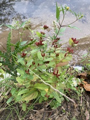Hypericum perforatum