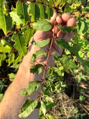 Zanthoxylum clava-herculis
