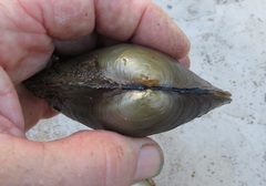 Pyganodon grandis