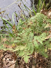 Pteridium aquilinum latiusculum