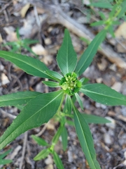 Euphorbia davidii